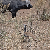 "Kori Bustard" Kruger National Park, South Africa